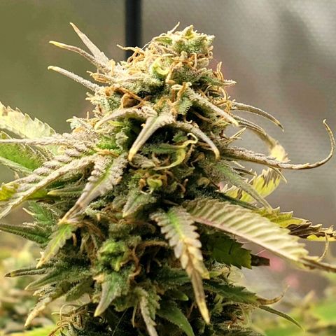 Northern Lights 1 and 2 growlog timeline photo