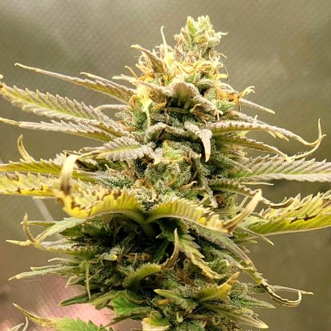 Platinum Cake growlog timeline photo