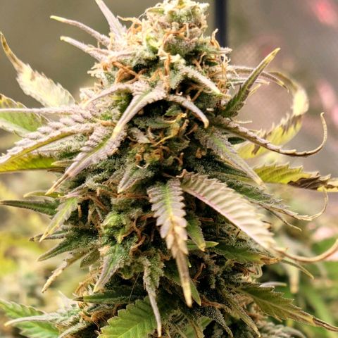 Platinum Cake growlog timeline photo