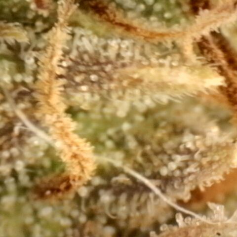 Platinum Cake growlog timeline photo