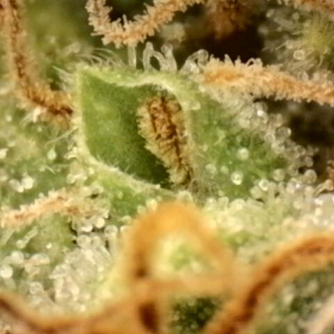 Platinum Cake growlog timeline photo