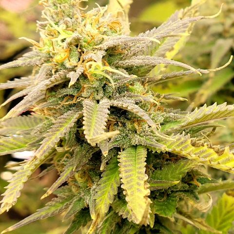 Platinum Cake growlog timeline photo