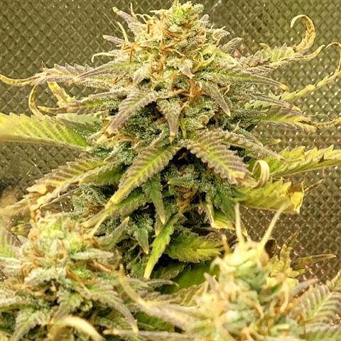 Platinum Cake growlog timeline photo