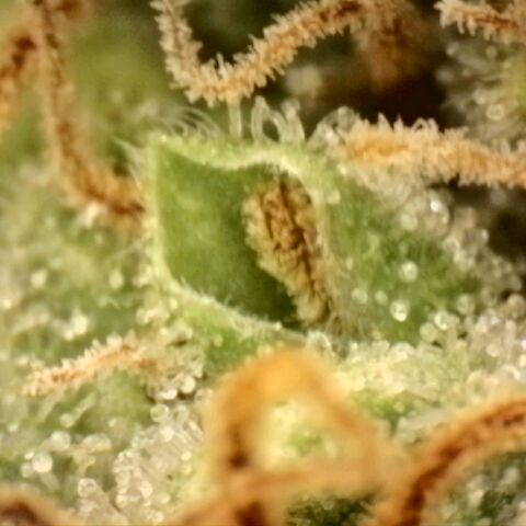 Platinum Cake growlog timeline photo