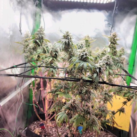 Northern Lights 1 and 2 growlog timeline photo