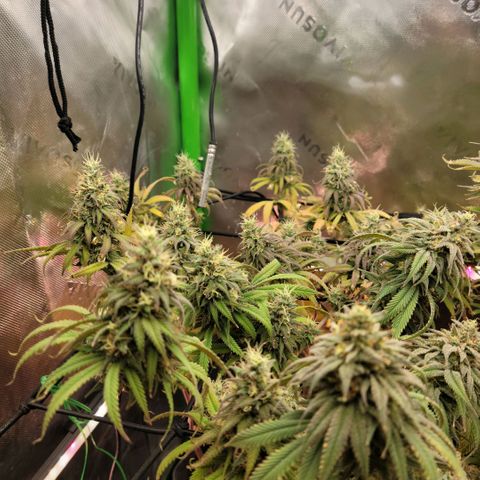Northern Lights 1 and 2 growlog timeline photo