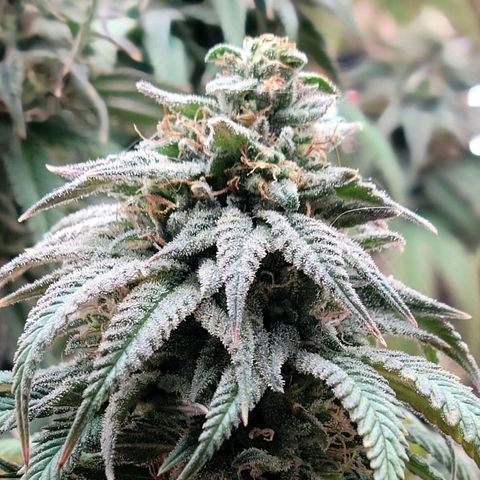 Northern Lights 1 and 2 growlog timeline photo