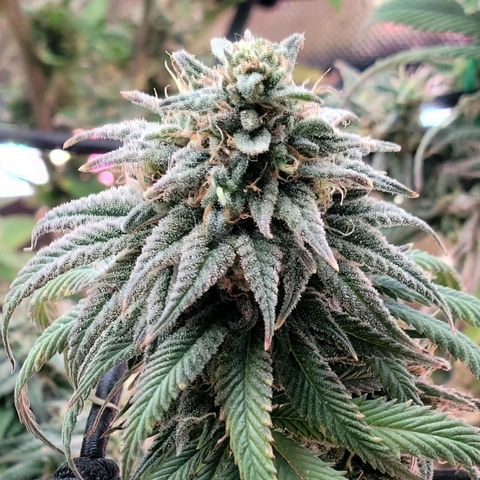Northern Lights 1 and 2 growlog timeline photo