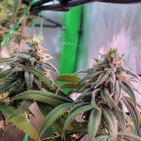 Northern Lights 1 and 2 growlog timeline photo