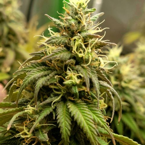 Northern Lights 1 and 2 growlog timeline photo