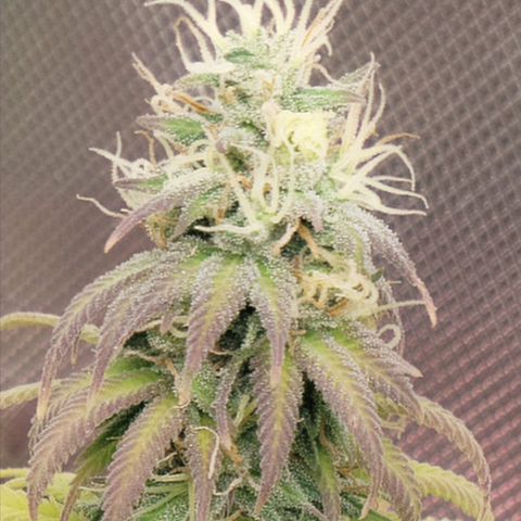 Northern Lights 1 and 2 growlog timeline photo