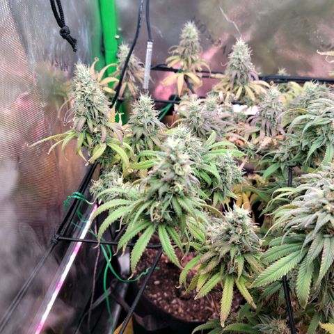 Northern Lights 1 and 2 growlog timeline photo