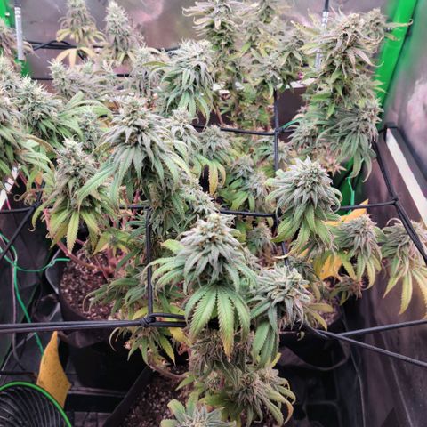 Northern Lights 1 and 2 growlog timeline photo