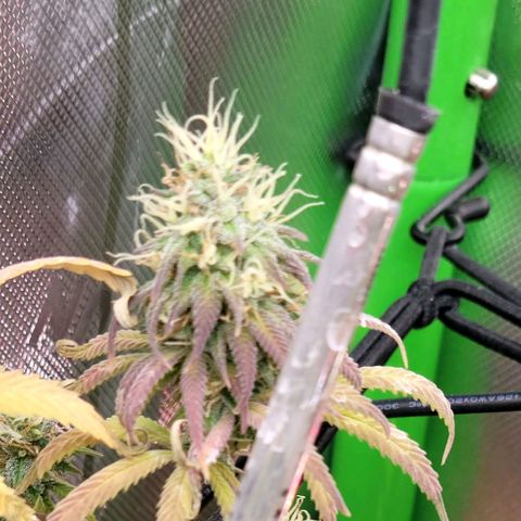Northern Lights 1 and 2 growlog timeline photo
