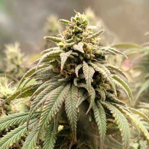 Northern Lights 1 and 2 growlog timeline photo