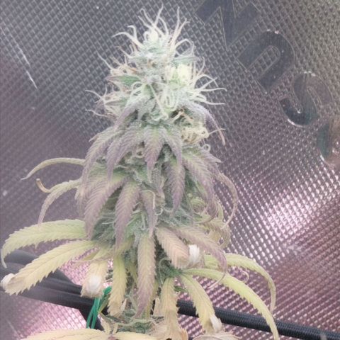 Northern Lights 1 and 2 growlog timeline photo