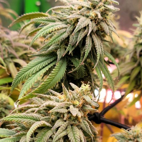 Northern Lights 1 and 2 growlog timeline photo