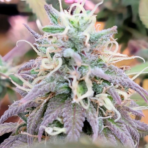 Northern Lights 1 and 2 growlog timeline photo