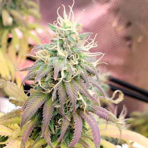 Northern Lights 1 and 2 growlog timeline photo