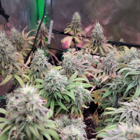 Northern Lights 1 and 2 growlog timeline photo