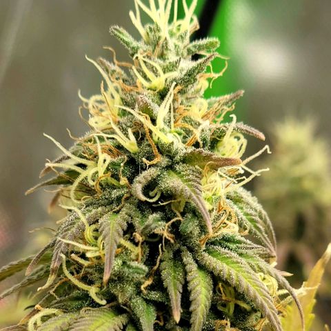 Northern Lights 1 and 2 growlog timeline photo