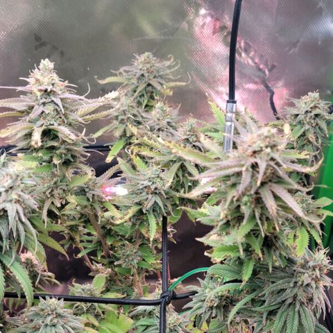 Platinum Cake growlog timeline photo