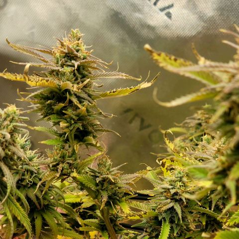 Platinum Cake growlog timeline photo