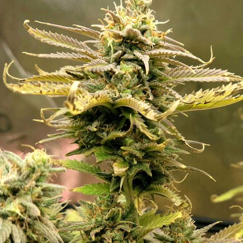 Platinum Cake growlog timeline photo