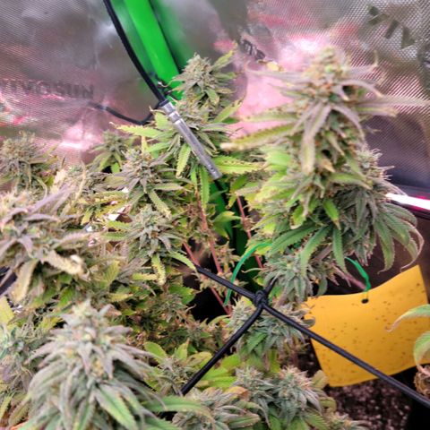 Platinum Cake growlog timeline photo