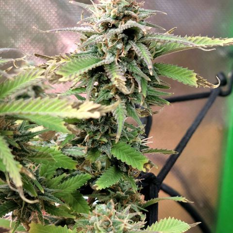 Platinum Cake growlog timeline photo