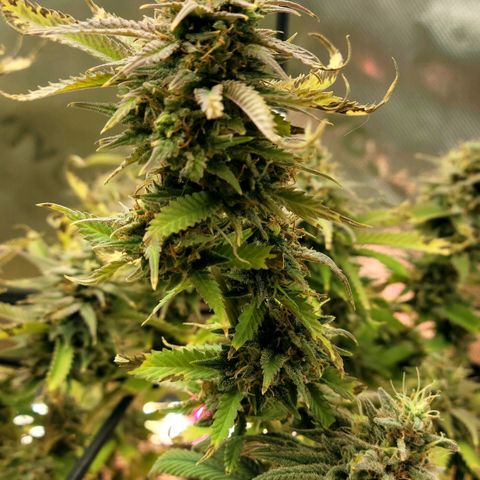 Platinum Cake growlog timeline photo