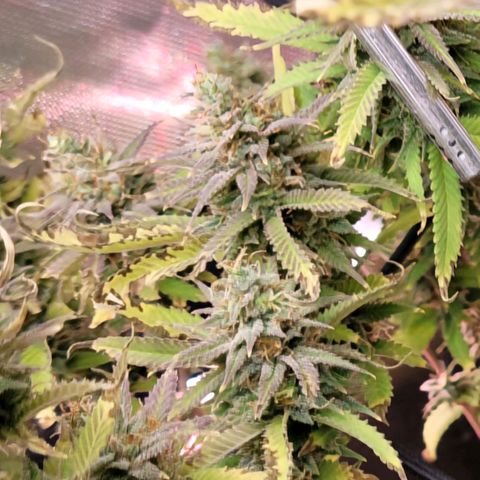 Platinum Cake growlog timeline photo