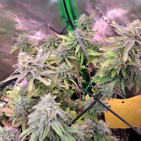 Platinum Cake growlog timeline photo