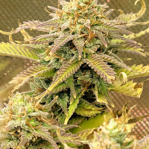 Platinum Cake growlog timeline photo