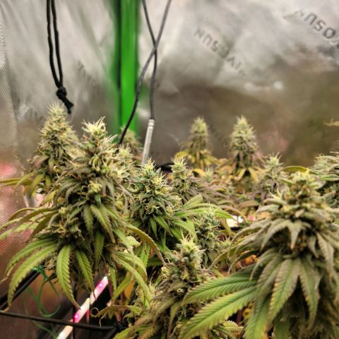 Northern Lights 1 and 2 growlog timeline photo