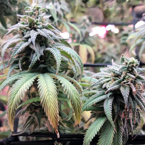Northern Lights 1 and 2 growlog timeline photo
