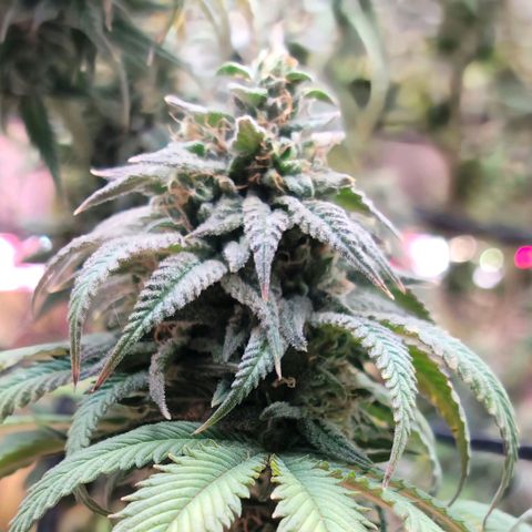 Northern Lights 1 and 2 growlog timeline photo
