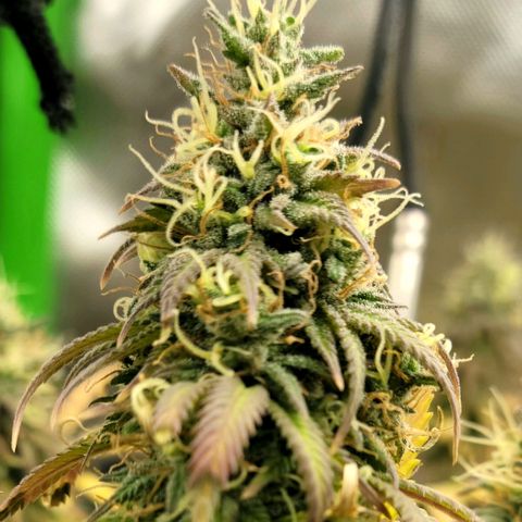 Northern Lights 1 and 2 growlog timeline photo