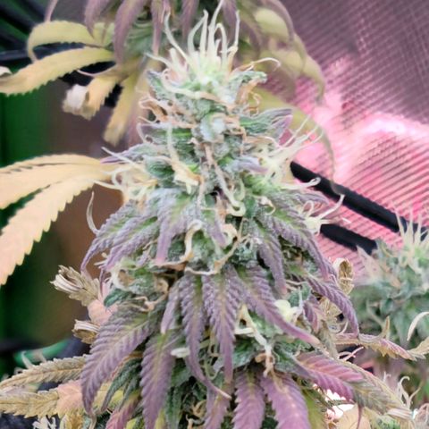 Northern Lights 1 and 2 growlog timeline photo