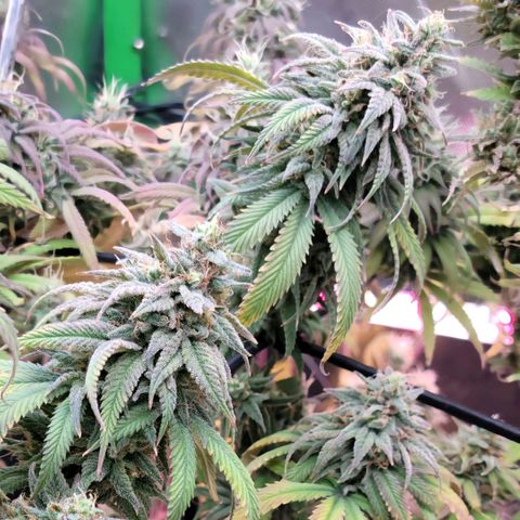 Northern Lights 1 and 2 growlog timeline photo