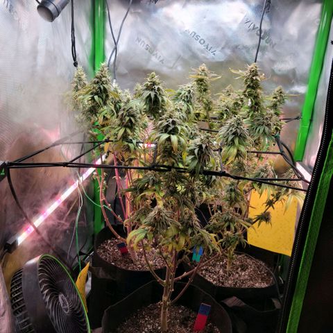 Northern Lights 1 and 2 growlog timeline photo