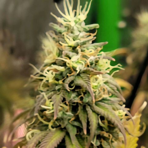 Northern Lights 1 and 2 growlog timeline photo