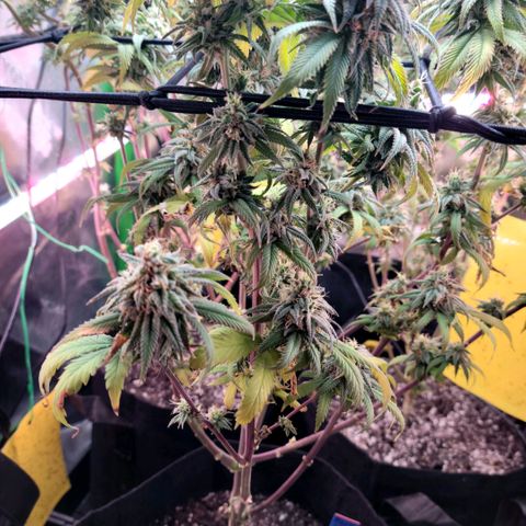Northern Lights 1 and 2 growlog timeline photo