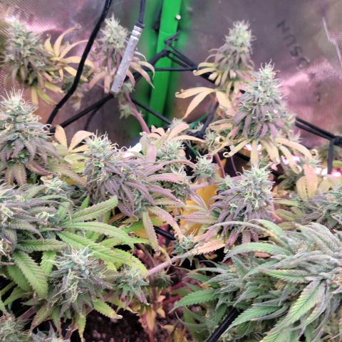 Northern Lights 1 and 2 growlog timeline photo