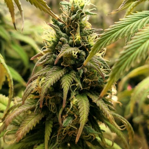 Northern Lights 1 and 2 growlog timeline photo