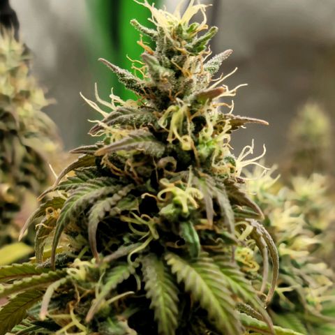 Northern Lights 1 and 2 growlog timeline photo
