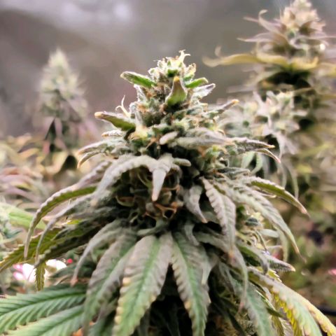 Northern Lights 1 and 2 growlog timeline photo
