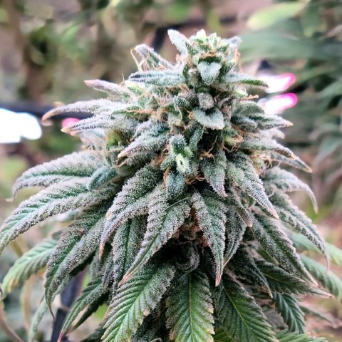 Northern Lights 1 and 2 growlog timeline photo