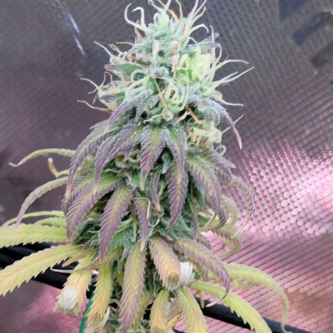 Northern Lights 1 and 2 growlog timeline photo