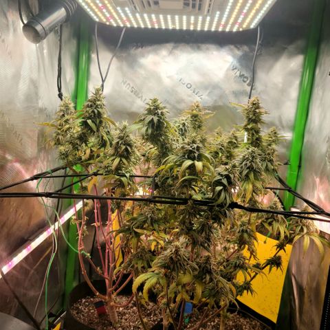 Platinum Cake growlog timeline photo